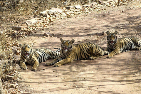 Pushkar Ranthambore Tiger Safari Tour Drop Jaipur