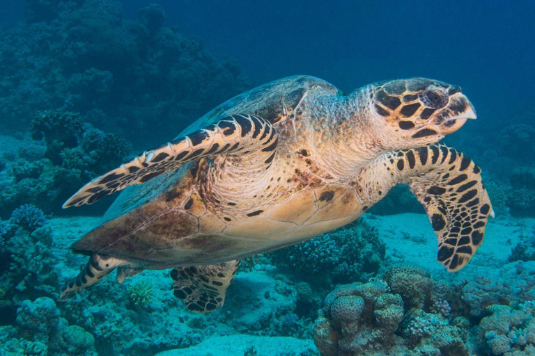 Aqaba Shore Diving Black Rock and Rainbow Reef Site