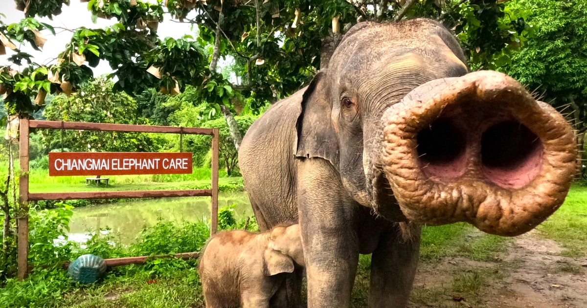 Sticky Elephant Full-day with CHIANGMAI ELEPHANT CARE and Sticky waterfall | GetYourGuide