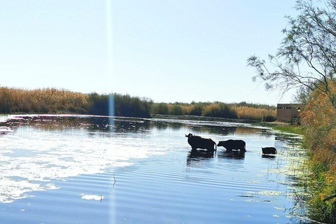 History & Nature: Azraq Wetland Reserve and Desert Castles
