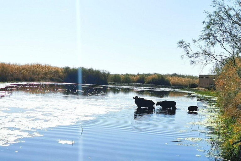 History & Nature: Azraq Wetland Reserve and Desert Castles