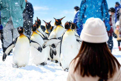 Sapporo: Asahiyama Zoo, Blue Pond & Chiyoda Farm Day Tour Private Sightseeing Tours