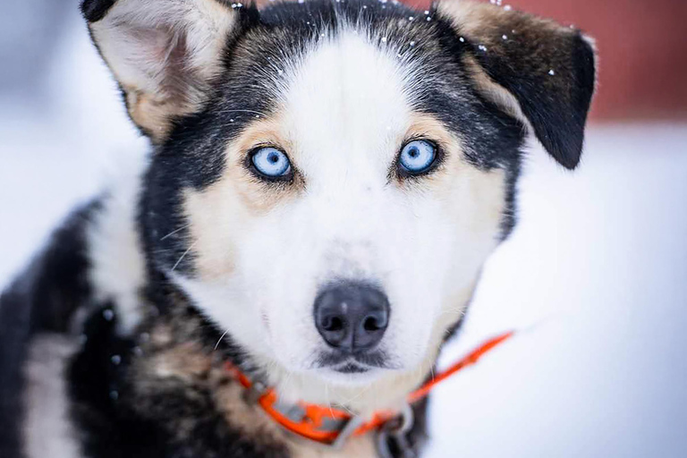 From Tromsø: Dog Sledding Experience with Transfer Dog Sledding Experience: Tour 1 [08:00]