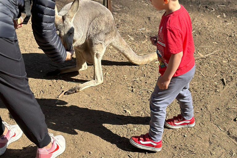 Von Adelaide aus: Kuscheln mit einem Koala und historische Hahndorf-Tour