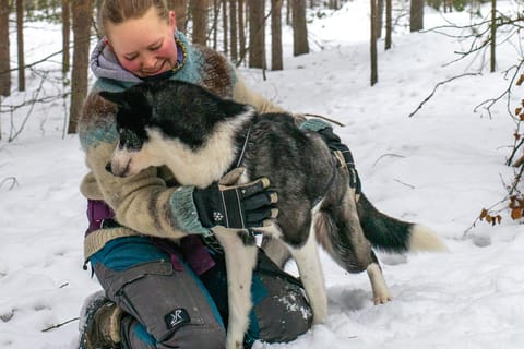 Ivalo – Saariselkä: Husky-Spaziergang in der Wildnis