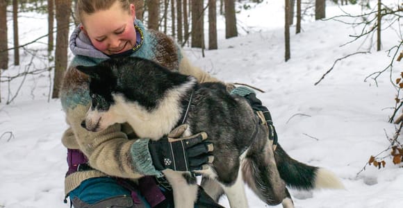 Ivalo - Saariselkä: Forest Walk with Harnessed Huskies