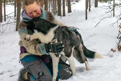 The BEST Saariselkä Dog sledding husky tours 2025 FREE
