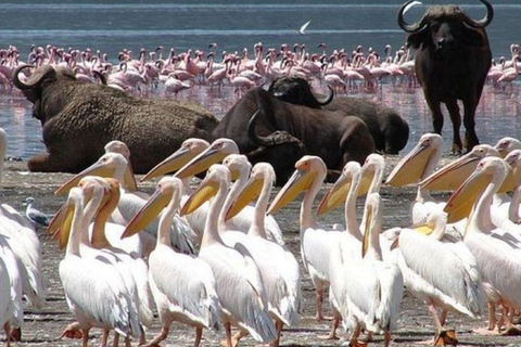 Lake Nakuru National Park Full Day Tour from Nairobi