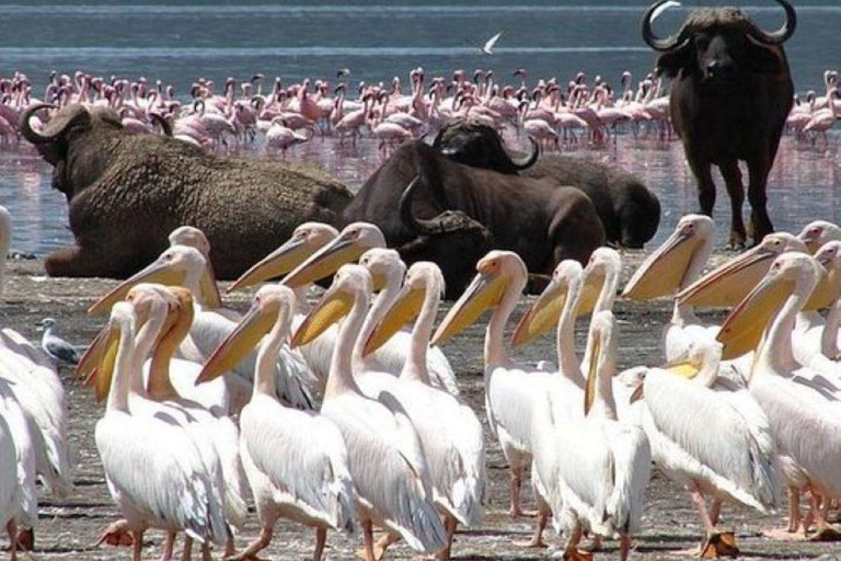 Lake Nakuru National Park Full Day Tour from Nairobi