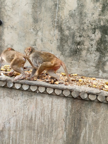 Jaipur city tour with monkey temple by ac vehicle