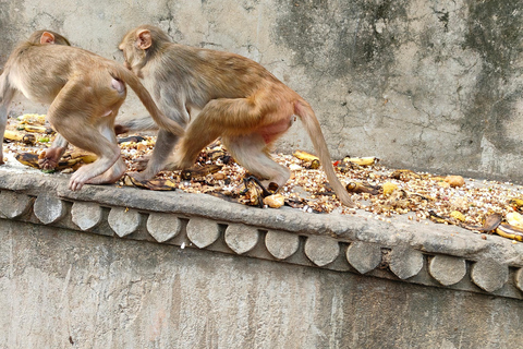 Visite de la ville de Jaipur et du temple des singes en véhicule climatisévisite d'une journée de 2 jours à jounée avec le temple des singes