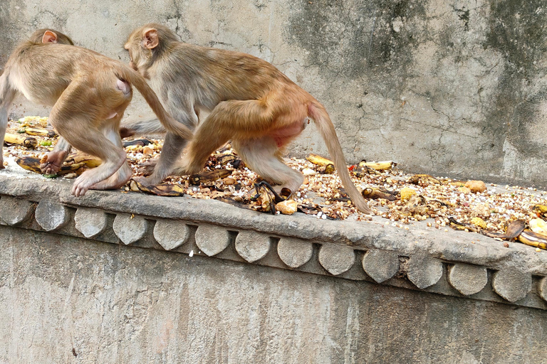 Visite de la ville de Jaipur et du temple des singes en véhicule climatisévisite d'une journée de 2 jours à jounée avec le temple des singes