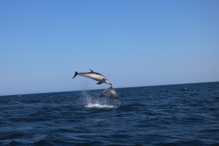 Portimão: Dolphins and Marine Life boat tour with Biologist Small-group Tour