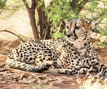 Från Johannesburg: A.V.D Cheetah Centre halvdagstur