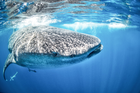 Cancun, Riviera Maya : nage avec requins-baleines et déjeunerPrise en charge à Tulum