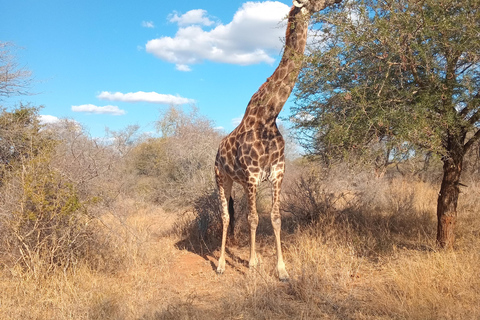 From Maputo: 2-Day Kruger Safari with Guided Bush Walk
