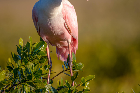 Orlando Bird Nerd Tour: Birding Kayak Tour Orlando Bird Nerd Tour: Long Birding Kayak Tour