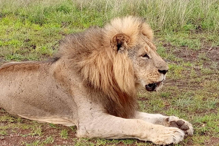 Safari de 3 días y 2 noches por Amboseli.Excursión de safari de 3 días y 2 noches a Amboseli.