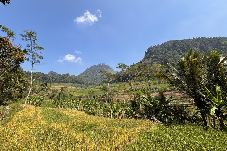 يوغياكارتا: جولة شاملة مع مرشد سير في تراس الأرزيوجياكارتا: جولة شاملة على مدرجات الأرز مع مرشد