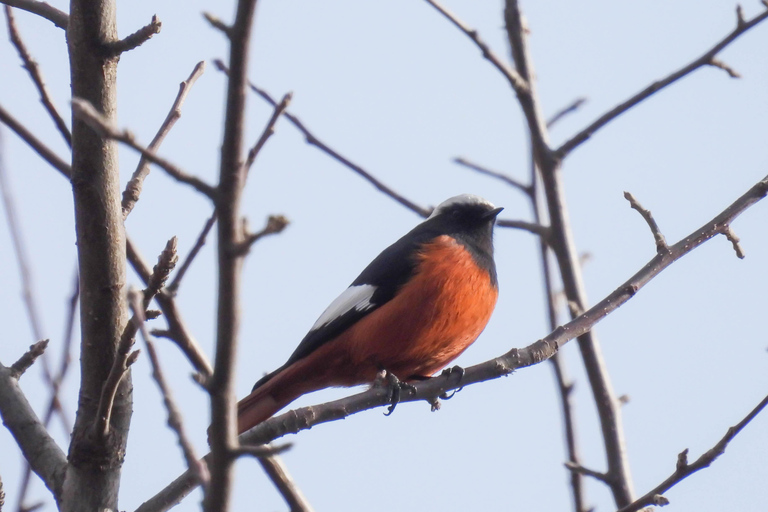Tbilisi: Birdwatching Tour with Guide