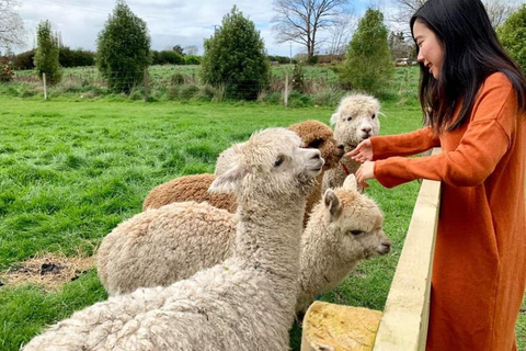 Tour particular de alpaca com guia