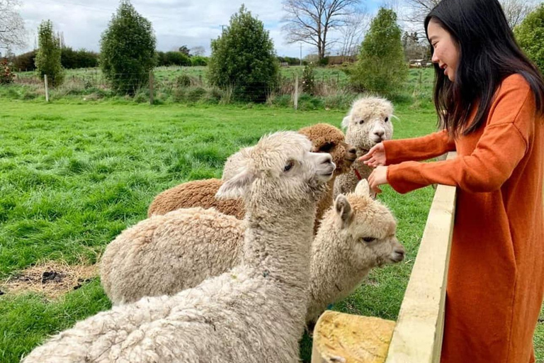 Tour particular de alpaca com guia