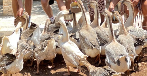 Doctor&#39;s Cave Beach, Herb and Bird Farm Private Tour