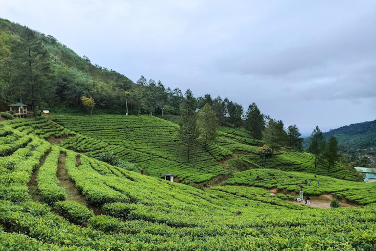 Desde Yakarta: Explora el Parque Safari, la Cascada y la Plantación de Té