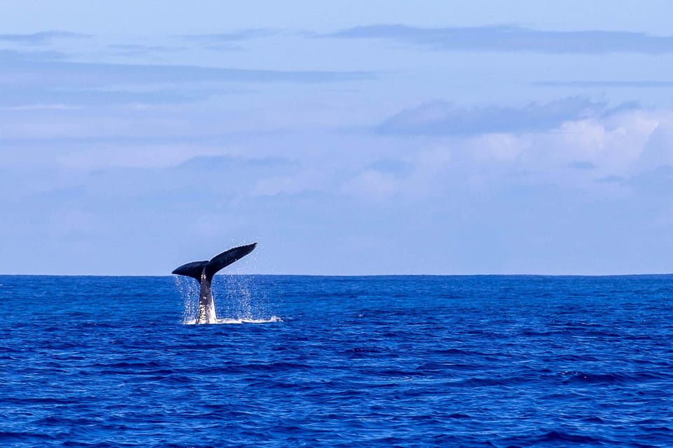 Cabo San Lucas: Whales and the Arch on a Glass-Bottom Boat