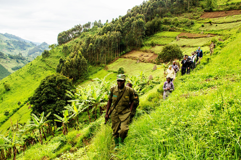 Uganda: 5-Day Chimpanzee & Gorilla Trekking Safari Adventure Per Person Sharing Rate for Six