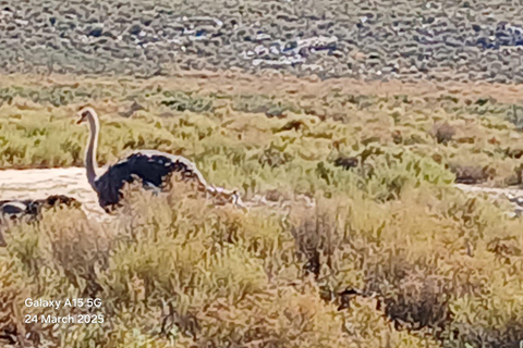 Cape Town Aquilla big sunset safari With transport & food aquila sunset bestseller