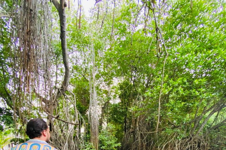 Bentota River Safari: Entdecke Wildtiere und Mangroven vom Boot ausBentota River Safari: Entdecke die Tierwelt und Mangroven vom Boot aus