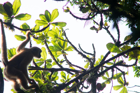 São Paulo - Day tour Southern Muriqui in Carlos Botelho Park