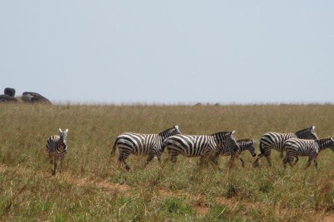 (Kopie von) 4 Tage Queen Elizabeth Wildlife Safari