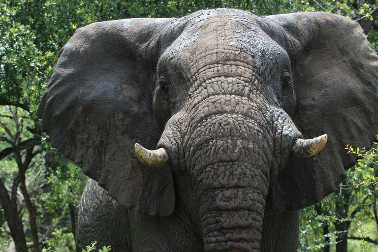 Hluhluwe-iMfolozi Park - Open Safari Vehicle Game Drives