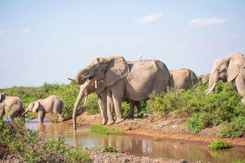 Nairobi: Tour di un giorno al Parco Nazionale Amboseli e al villaggio Maasai