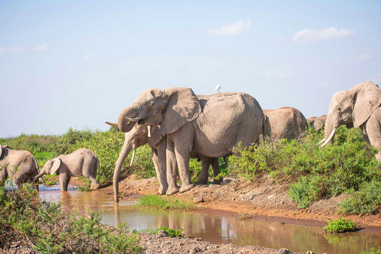 Nairobi: Tour di un giorno al Parco Nazionale Amboseli e al villaggio Maasai