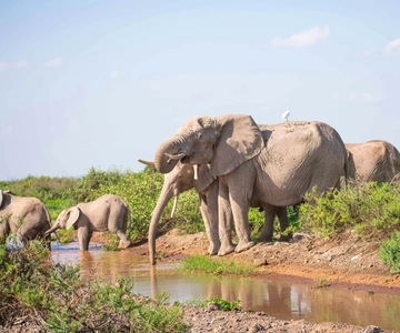 Nairobi: Day Tour to Amboseli National Park & Maasai Village