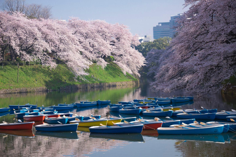 Cherry Blossom Seasonal Special: Classic Tokyo Day Tour Includes beef set meal