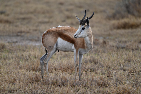 Windhoek: 3-Day Guided Safari in Etosha with Lodge