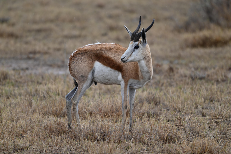 Windhoek: 3-Day Guided Safari in Etosha with Lodge