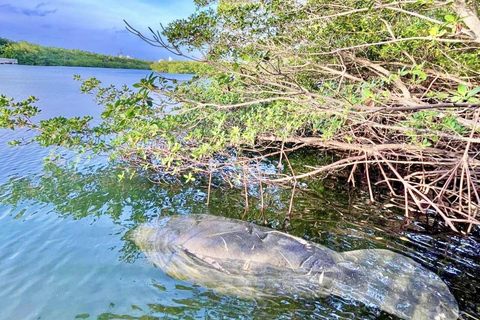 Miami: Manatee Season Paddleboard or Kayak Tour Miami: Manatee Season Single Kayak Tour