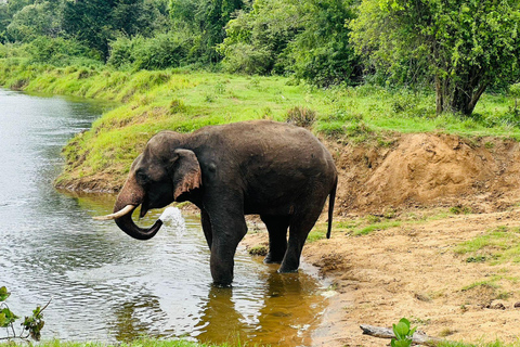 From Sigiriya-Hurulu Eco Park Jeep Safari Excluded tickets