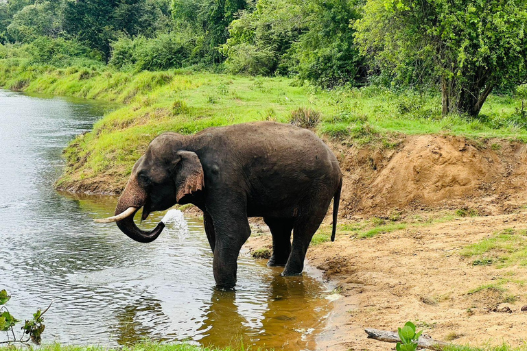 From Sigiriya-Hurulu Eco Park Jeep Safari Excluded tickets