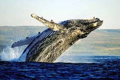 Full Day Private Whale Watching, Penguin, & Cage Diving Tour
