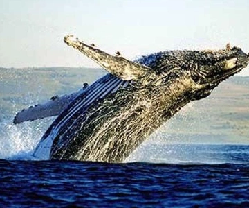 Full Day Private Whale Watching, Penguin, & Cage Diving Tour