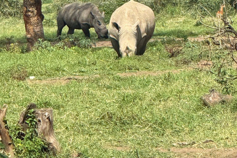 Golden Hour Safari: Afternoon Game Drive in Nairobi park National Park, Elephant Orphanage & Giraffe Private- Van