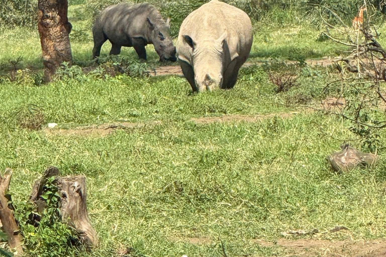 Golden Hour Safari: Afternoon Game Drive in Nairobi park National Park, Elephant Orphanage & Giraffe Private- Van