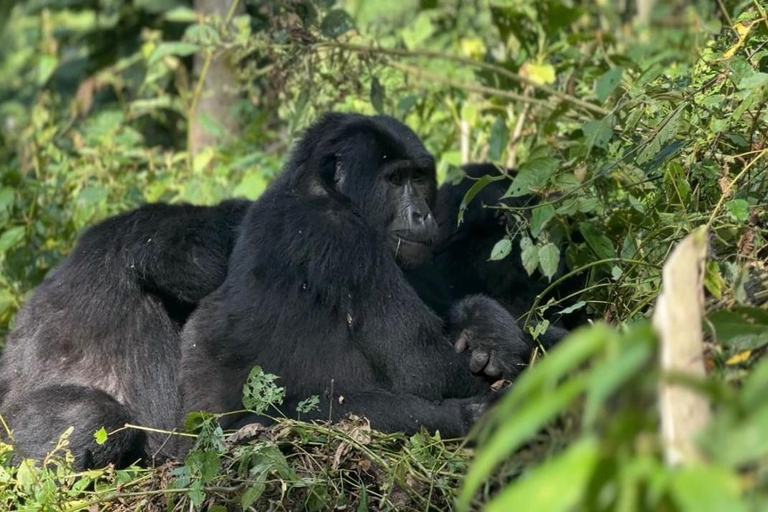 Uganda: 4-dniowy trekking z podwójnym gorylem górskim