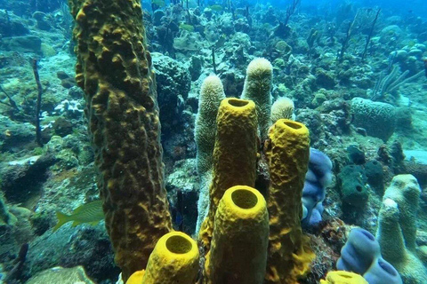 Private: Punta Cana Coral Reef Scuba Experience